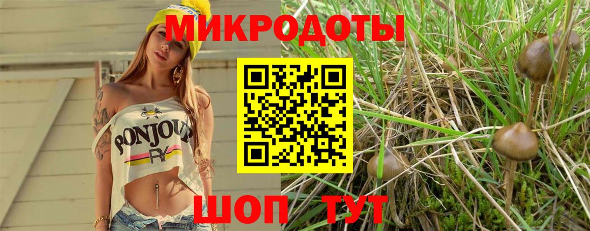 Галлюциногенные грибы Psilocybine cubensis Великий Новгород